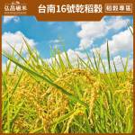 水稻台南16號-乾稻穀