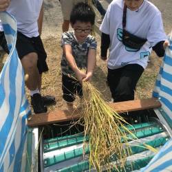 割稻體驗活動